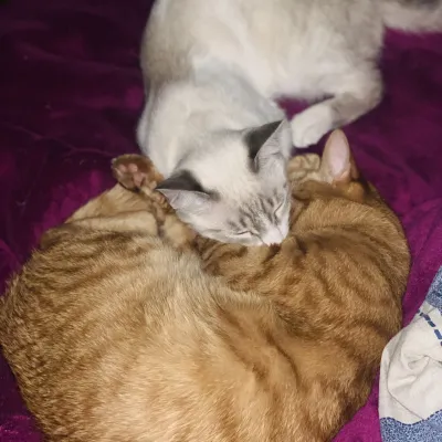 My cats