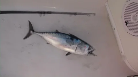 Mofos: First-Time Fishing Frenzy