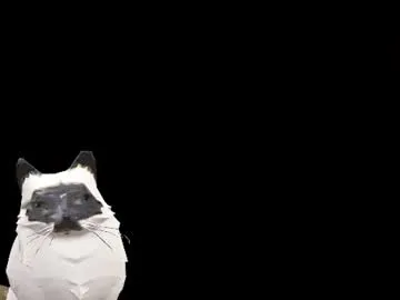 gato___blanco