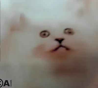 Little_Chips