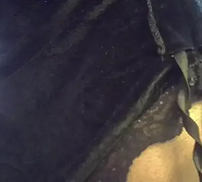 Spicybobolishia_