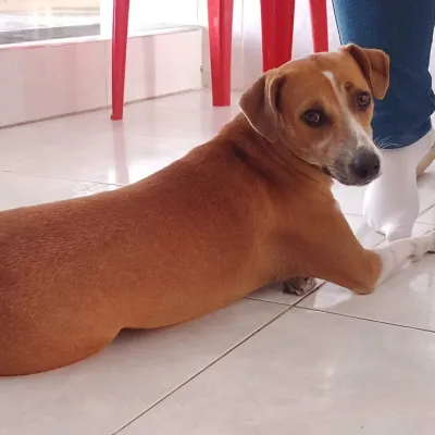 my cute pet🐶🐶