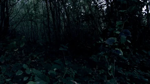 paradise film: Dungeon Delights: A Straight Threesome