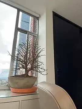 AmelieLaurent_
