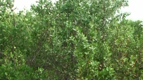 Street BlowJobs: Scoring Un suspecting Girls