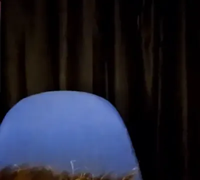 CamelTorch